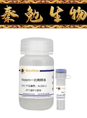 碧云天 AC056 Caspase-8抗体(兔多抗)
