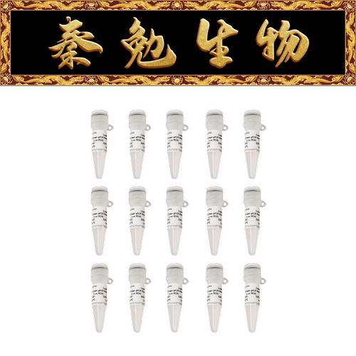 赛维尔SYBRGreenqPCR预混液