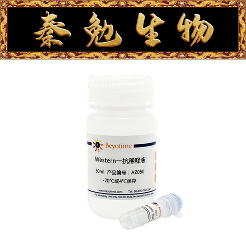 磷酸eNOSSer1177兔多克隆抗体