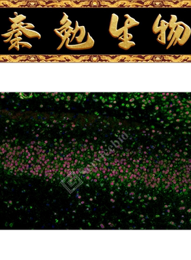 赛维尔 货号：GF006-50T RNASweAMI™ 原位杂交IF647检测试剂盒