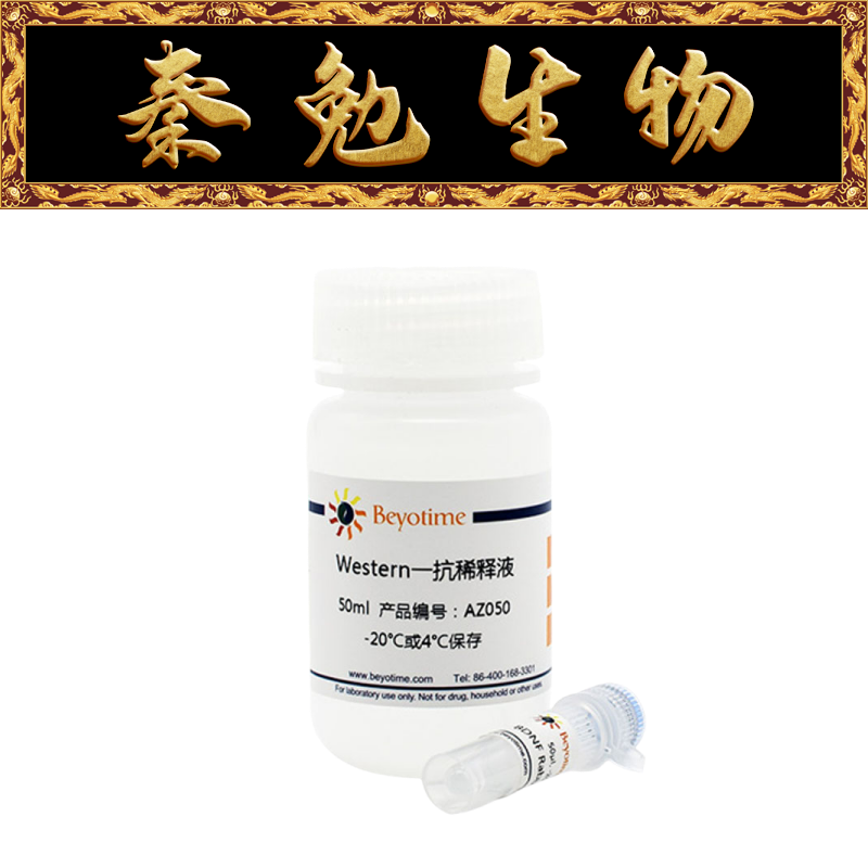 碧云天Smad3兔单克隆抗体