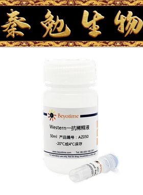 碧云天 AF1501 Smad3兔单克隆抗体