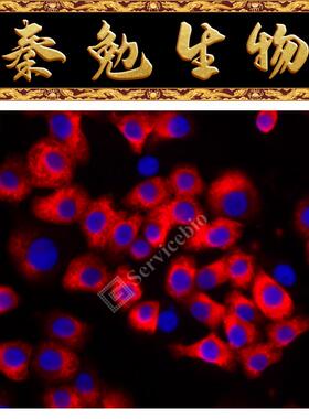 赛维尔 货号：GF005-50T RNASweAMI™ 原位杂交IF590检测试剂盒