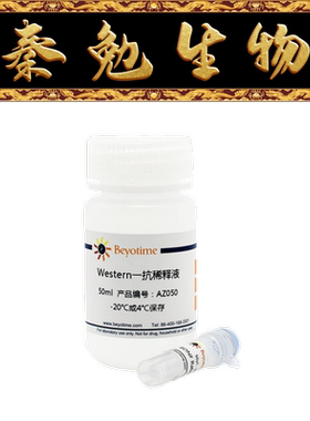 碧云天 AF5920 磷酸-Smad2+Smad3 兔多克隆抗体