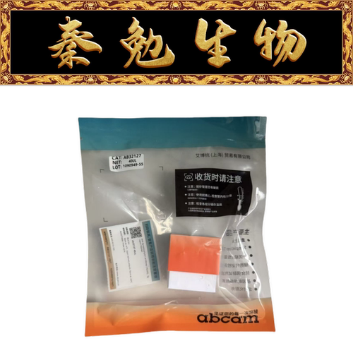 重组Anti-Synaptophysin抗体