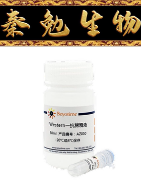 碧云天 AF2497 RelB兔单克隆抗体