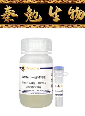 碧云天 AB600 Phospho-BRCA1(Ser1423)抗体(兔多抗)