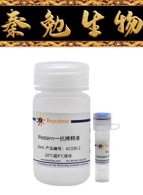 碧云天 AC030 Caspase-3抗体(兔多抗)