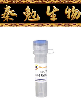 碧云天 AF0060 Bcl-2 Rabbit Polyclonal Antibody