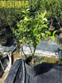 融安金桔脆蜜金柑沙糖桔金秋美国糖桔钵苗盆栽庭院种植 柑橘类