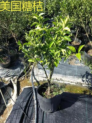 柑桔钵苗好成活砂糖桔不缓苗