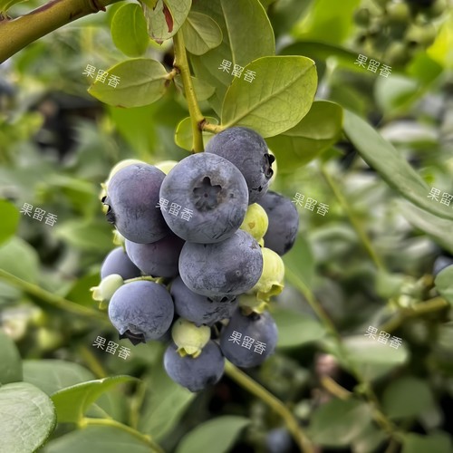 南北兔眼蓝莓大钵品种