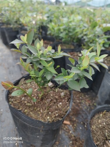 【南高蓝莓品种】南高V3蓝莓苗生长性好丰产性好