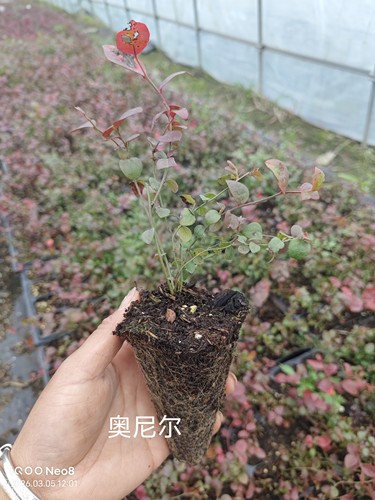 【蓝莓苔藓苗】南高品种蓝莓苔藓苗牙签苗满十颗包邮