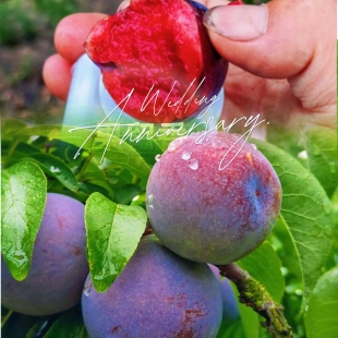 李子树苗樱桃红肉李嫁接苗木特大脆李龙李果苗树苗