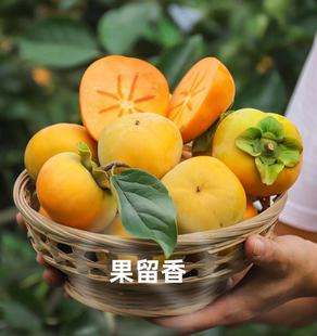 柿子树苗脆甜庭院种植太秋甜柿子树苗阳丰太丰柿子树苗南北方可种