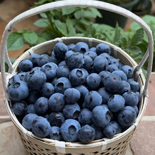 【南高新品蓝莓品种】南高新品西班牙L29蓝莓营养钵庭院阳台种植