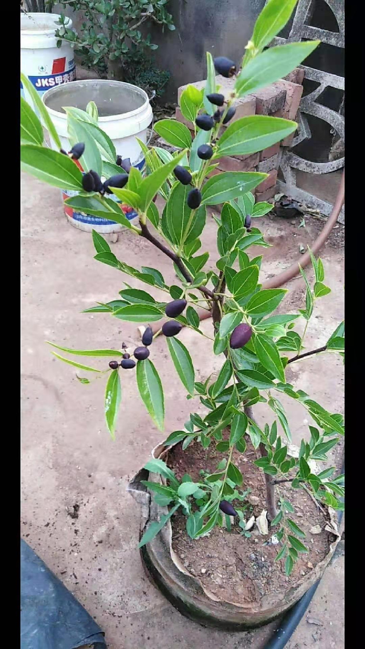 盆栽果留香易结果好养护落叶