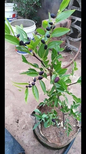 【枣树】枣树南北方盆栽地栽庭院种植耐寒耐热