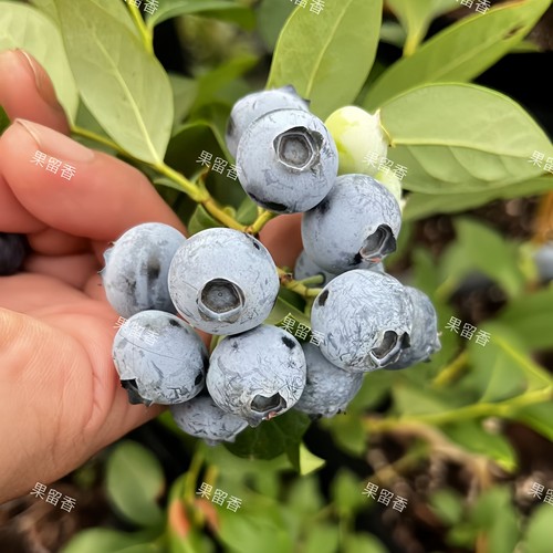 两年生蓝莓苗16*16厘米营养钵苗