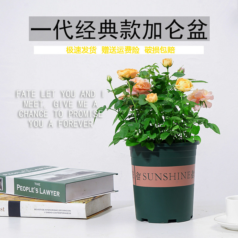 塑料简约文艺小清新加仑盆图片