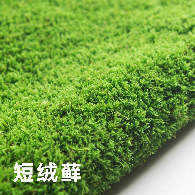 青苔草坪植物鲜活兰花铺面微景观盆景造景盆栽乌龟假山装饰白发藓