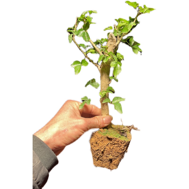 苦刺心苗 簕菜苗 新款野菜苗 五加皮 阳台庭院野菜 家乡农家菜