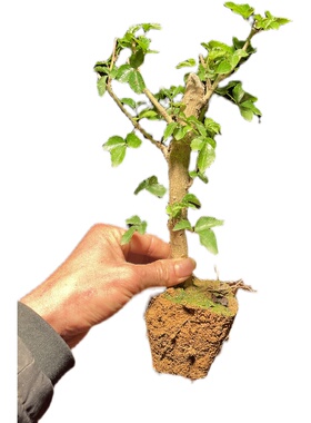 苦刺心苗 簕菜苗 新款野菜苗 五加皮 阳台庭院野菜 家乡农家菜