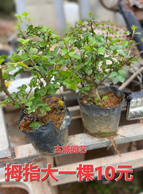 苦刺心苗 簕菜苗 新款野菜苗 五加皮 阳台庭院野菜 家乡农家菜