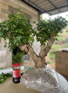 簕菜苗 苦刺心 新款野菜苗 五加皮 阳台野菜 农家菜