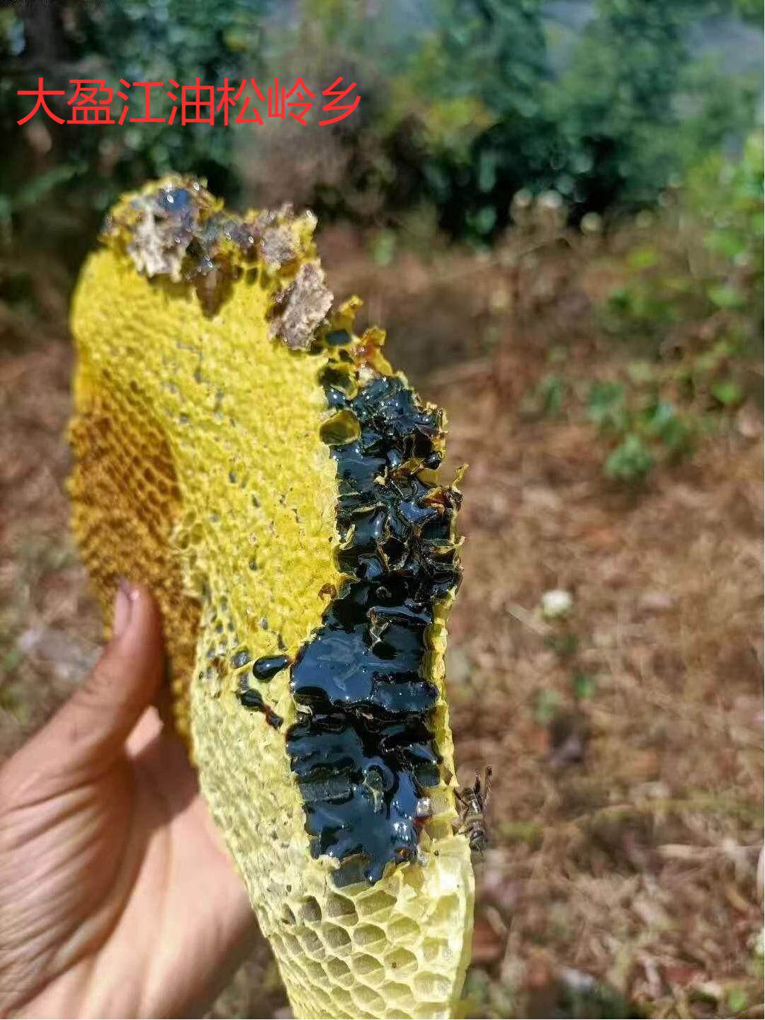 云南德宏高山黑蜜土蜂中华蜂米团花蜜悬崖蜜苦蜜樱桃花冬蜜链接