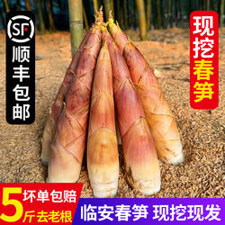 高品质正宗临安天目春笋新鲜现挖雷竹笋大笋冬笋腌笃鲜天目雷笋