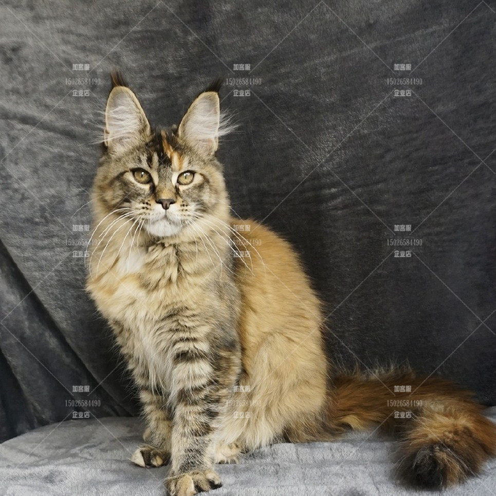 杭州猫舍大型缅因猫活体宠物猫挪威森林长毛猫俄罗斯棕虎斑银虎斑|msdalam kategori haiwan peliharaan/makanan haiwan dan bekalan, Kitty - dari Buy2taobao.com untuk memberikan perkhidmatan ejen Taobao profesional membeli