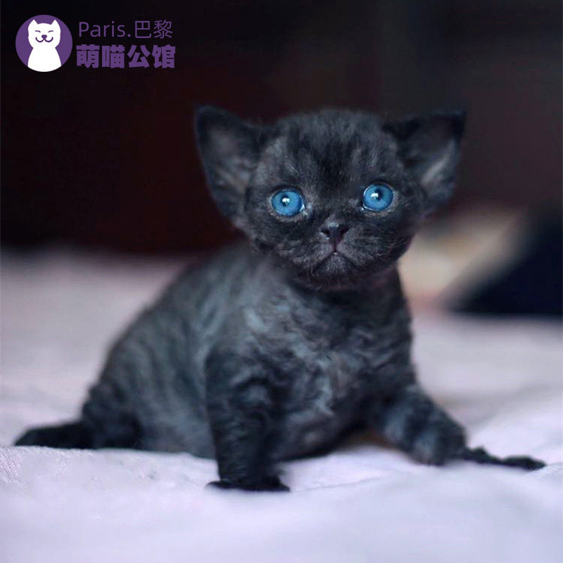 德文卷毛猫幼猫纯种宠物猫咪活物黑色赛级不掉毛高智商德文猫幼崽