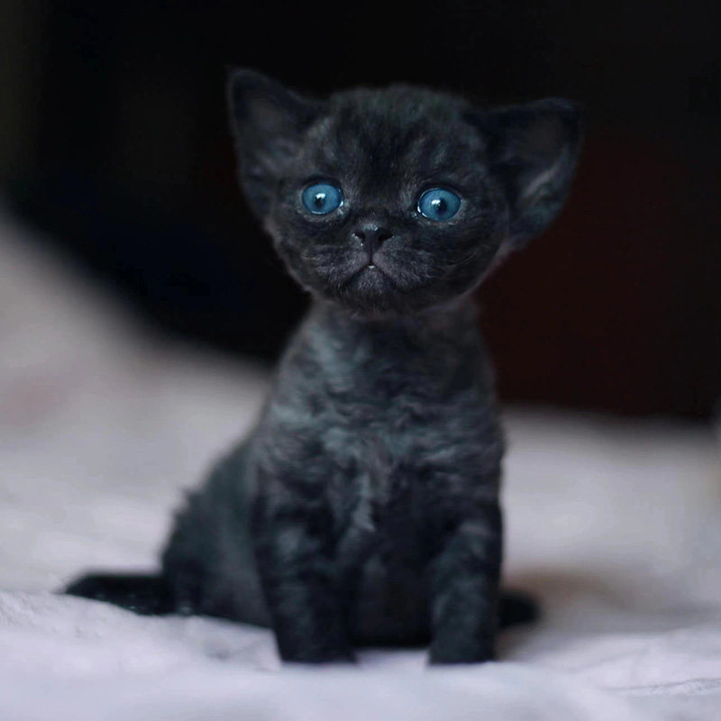 德文卷毛猫幼猫纯种活体猫咪虎斑黑白开脸不掉毛高智商活物猫幼崽