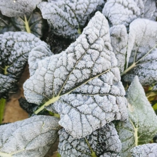 包邮宝应黑菜 新鲜初级农产品 国家地理标志农产品