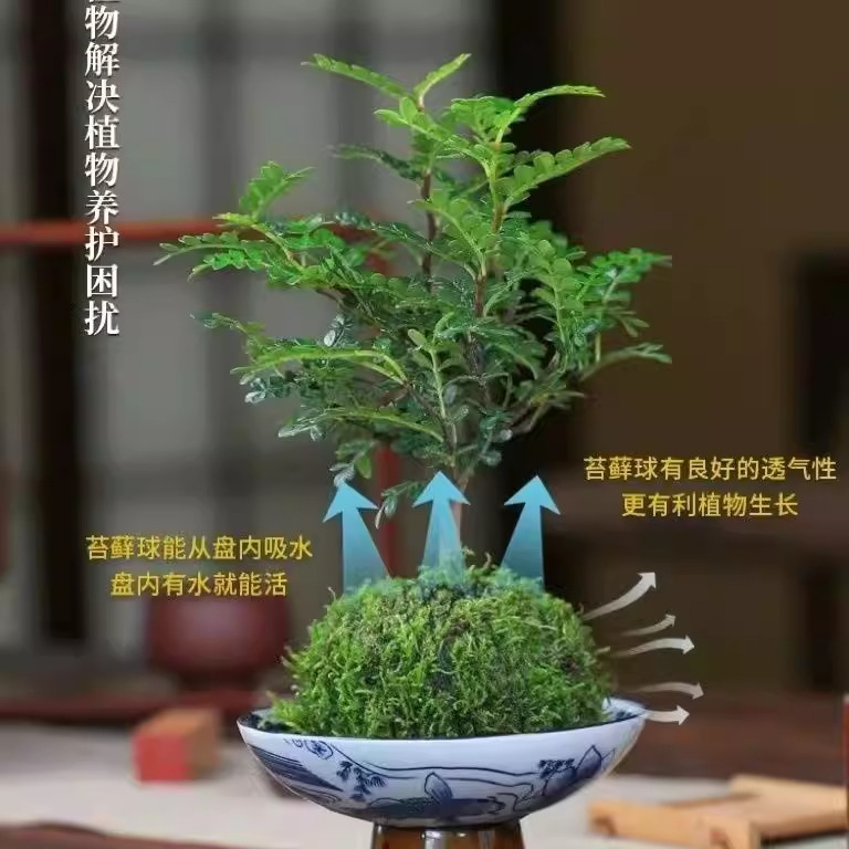苔藓球清香胡椒木精致小盆栽桌面办公室台玉植物绿植室内外驱蚊草