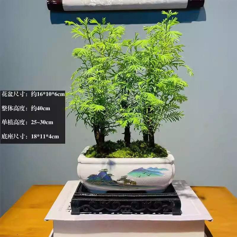 精品水杉丛林盆景室内盆栽办公室四季好养绿植物客厅创意盆栽盆景
