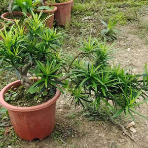 悬崖罗汉松临水盆栽 四季常青造型树小叶雀舌罗汉松盆景老桩大树