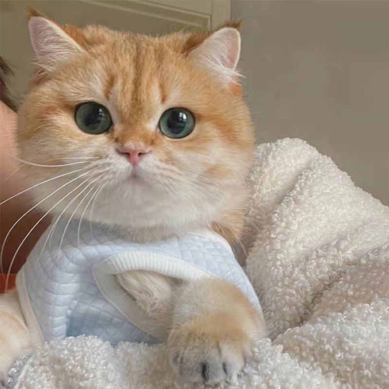 金渐层ny12色幼猫纯种英短蓝金血统宠物猫活体幼崽短毛猫上海猫舍