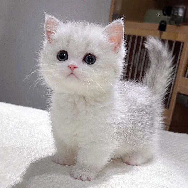 曼基康矮脚猫幼猫短毛赛级血统纯白拿破仑短腿猫宠物活体小奶猫