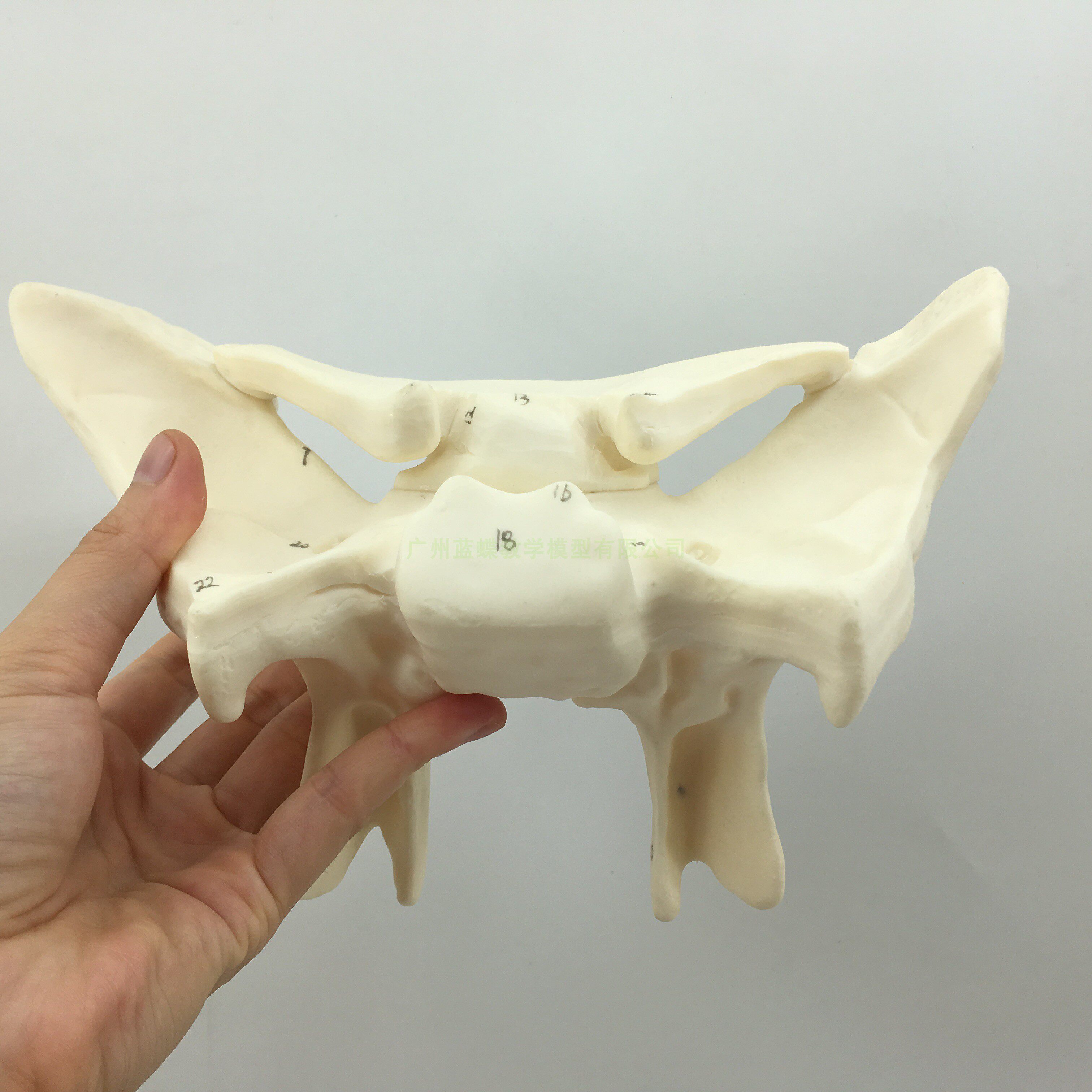 蝶骨放大模型人体蝶骨模型蝶骨放大g3倍教学模型蝶骨模型骨科