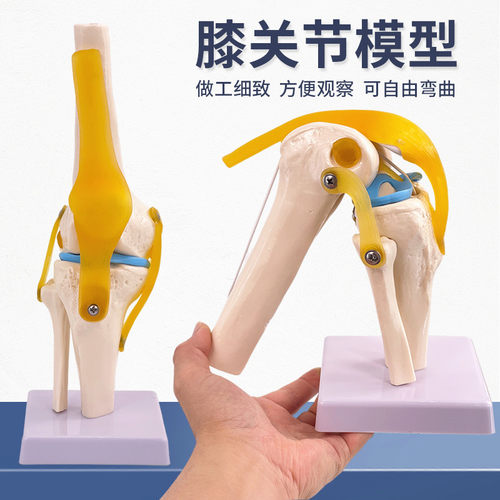 蓝蝶模型功能膝关节骨骼可弯曲