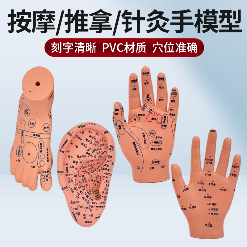 蓝蝶模型手足部反射区针灸穴位点