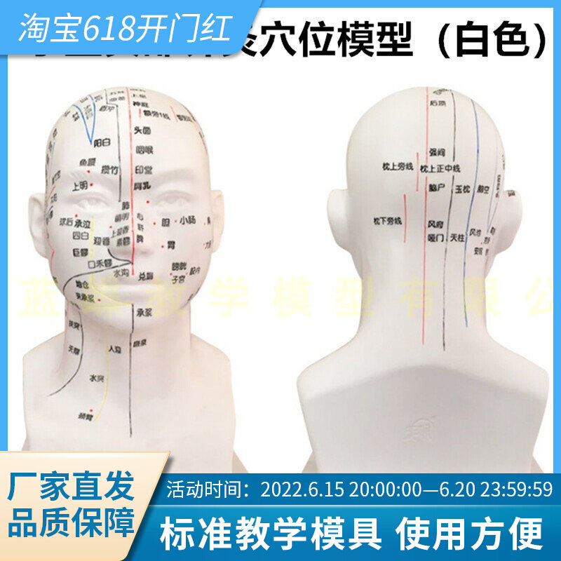 头部针灸穴位经络 人体头部针灸模型,自然大头部四功能针灸模型