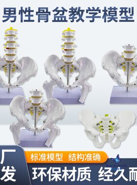蓝蝶模型男性骨盆带腰椎骨骼