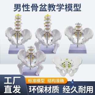 教学仿真自然大男性骨盆附五节腰椎模型二节腰椎神经股骨神经标本