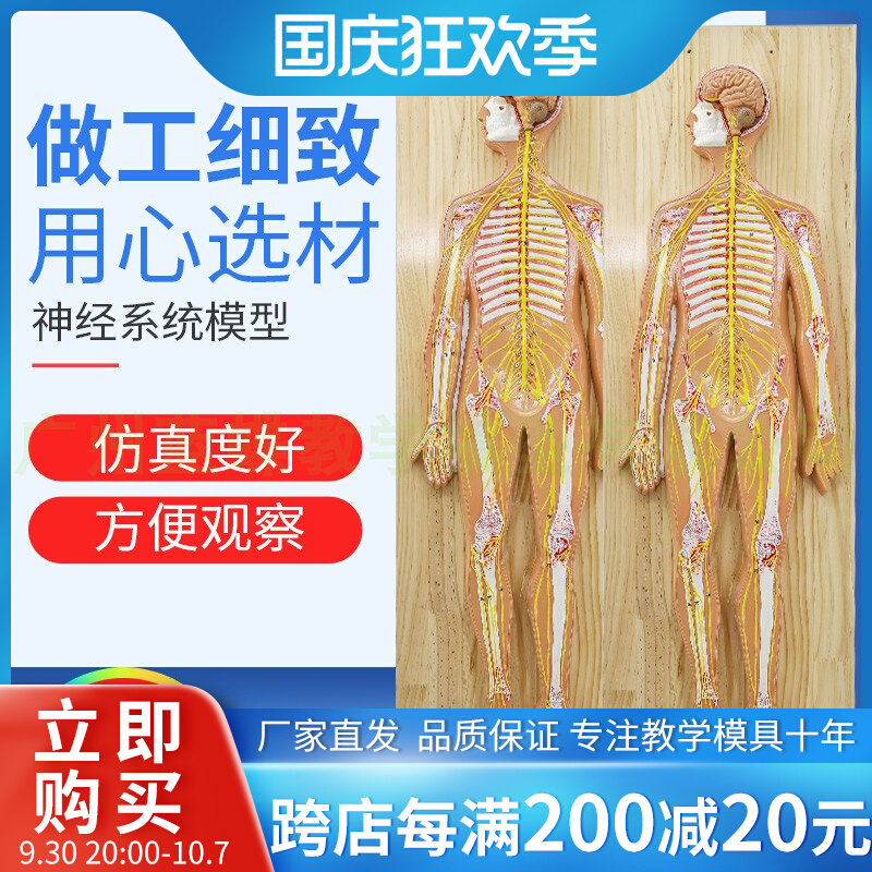 医学人体神经系统解剖模型 人体解部系统 神经模型教Z学演示教具