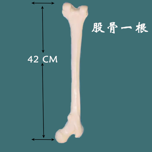 蓝蝶一比一人体仿真大腿骨模型