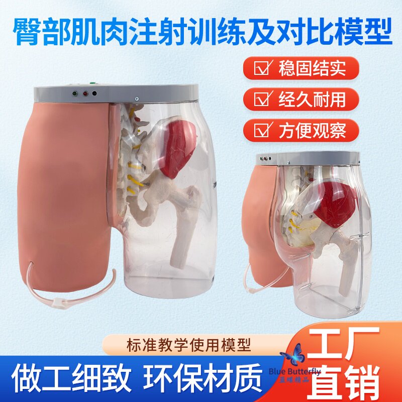 蓝蝶模型臀部肌肉注射透明对比